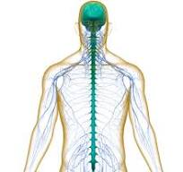 Il sistema nervoso umano: